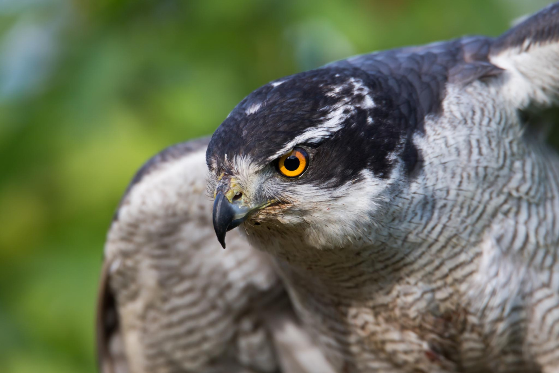 tamron sp 150 600mm f 5 0 6 3 di vc usd g2 canon