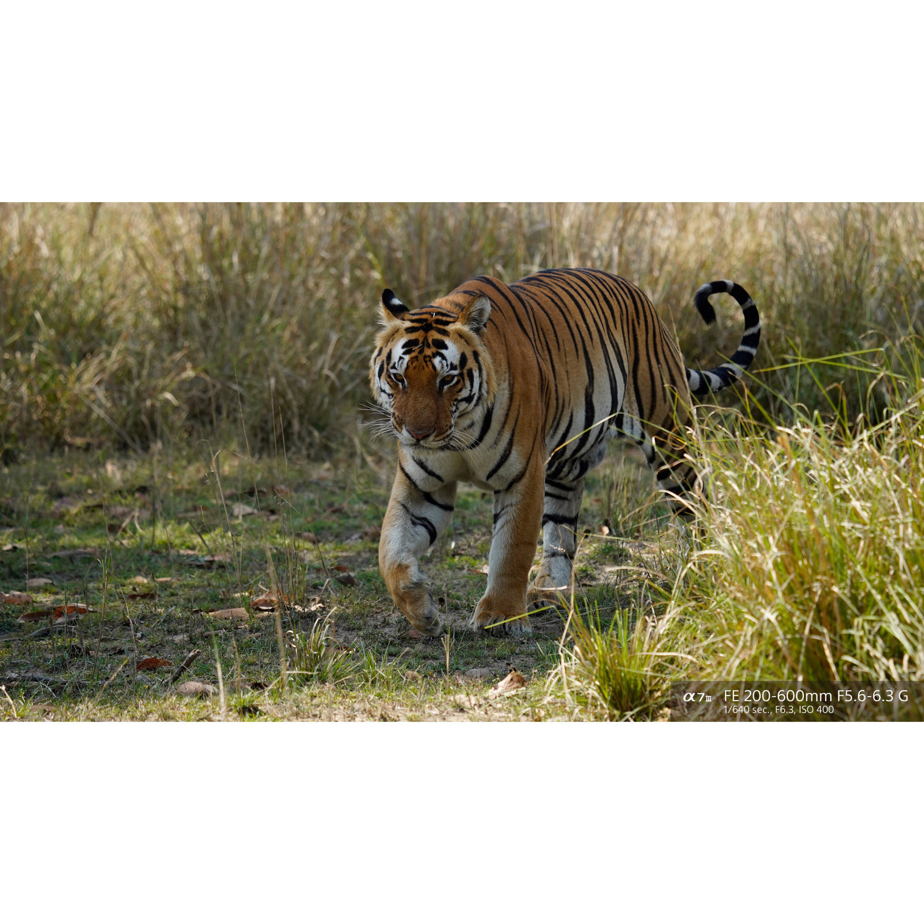 Sony FE 200-600mm f/5.6-6.3 G OSS