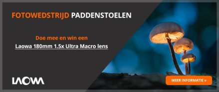 Fotowedstrijd Paddenstoelen