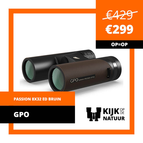 GPO-passion-8x32ed-bruin