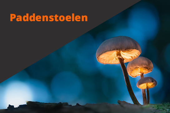 Fotowedstrijd paddenstoelen