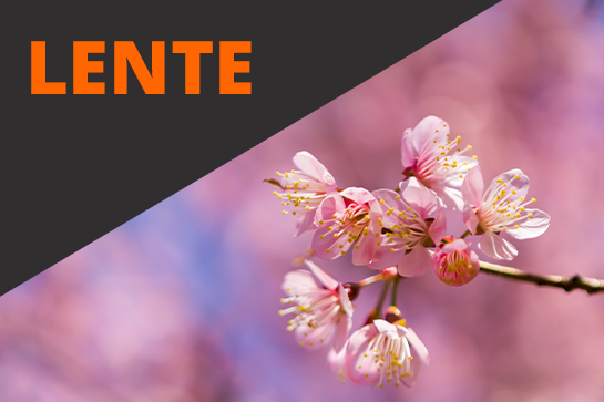 Fotowedstrijd Lente