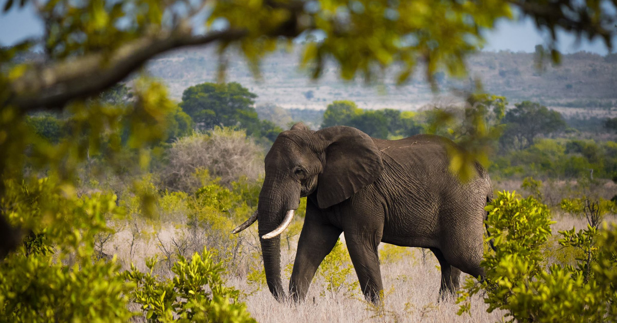 kies je een verrekijker voor tijdens een safari? - Cameraland