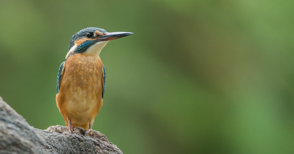 je een verrekijker voor vogelspotting? - Cameraland